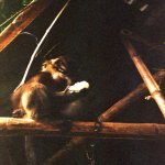 Notre singe